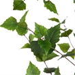 Nearly Natural 7ft Artificial Birch Tree in Green