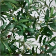Nearly Natural 8ft Artificial Grand Olive Tree in White Decorative Planter