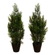 Nearly Natural 2ft Artificial Cedar Pine Tree UV Resistant (Set of 2)