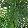 Nearly Natural 11ft UV Resistant Artificial Areca Palm Tree (Indoor/Outdoor)