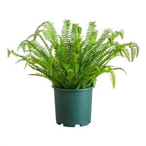 Nearly Natural 27&quot UV Resistant Boston Fern Plant with Real Touch Leaves