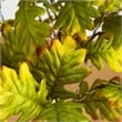 Nearly Natural 4ft Pre-Lit Green Autumn Oak Fall Tree w/ 150 Warm White LED
