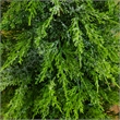 Nearly Natural 3ft Pre-Lit Lightly Snowed Cypress Christmas Tree with 38 LED