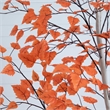 Nearly Natural 7ft Autumn Paper Birch Artificial Fall Tree in Orange