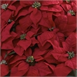 Nearly Natural Giant Poinsettia Arrangement with Decorative Planter in Green