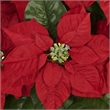 Nearly Natural Poinsettia with White Wash Planter Silk Arrangement in Red