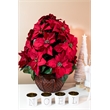 Nearly Natural Poinsettia with Decorative Planter Silk Arrangement in Red
