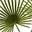Nearly Natural Fan Palm Artificial Arrangement in Glass Vase in Green