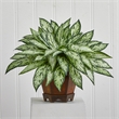 Nearly Natural Triple Silver Queen with Hexagon Vase Silk Plant in Green