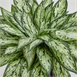 Nearly Natural Triple Silver Queen with Hexagon Vase Silk Plant in Green