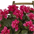 Nearly Natural Bougainvillea Flowering Plant in Rustic Wood Planter in Pink