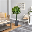Nearly Natural 5ft Money Artificial Tree in Slate Planter (Real Touch) in Green