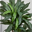 Nearly Natural 5.5ft Dracaena Plant in Orange Square Planter (Real Touch)