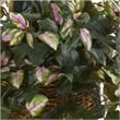 Nearly Natural Hoya Artificial Plant Hanging Basket in Green