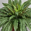 Nearly Natural Boston Fern with Wood Vase Silk Plant in Green