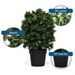 Costway PP and PE Artificial Boxwood Topiary Ball Tree in Green (Set of 2)