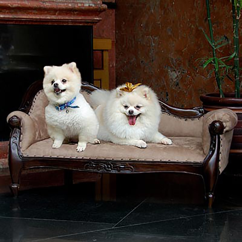 D-Art Collection Victorian Solid Mahogany Wood Pet Sofa in Dark Brown