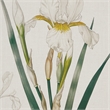 Olliix Madison Park Herbal Botany Set of 4 Wall Art Set in Green