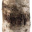 J&D Designs Co Forrester Modern Resin/Linen Floor Lamp in Natural Birch Veneer