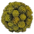 Mixed Colors Preserved Botanical Topiary Balls Decorative Bowl Filler Set of 6