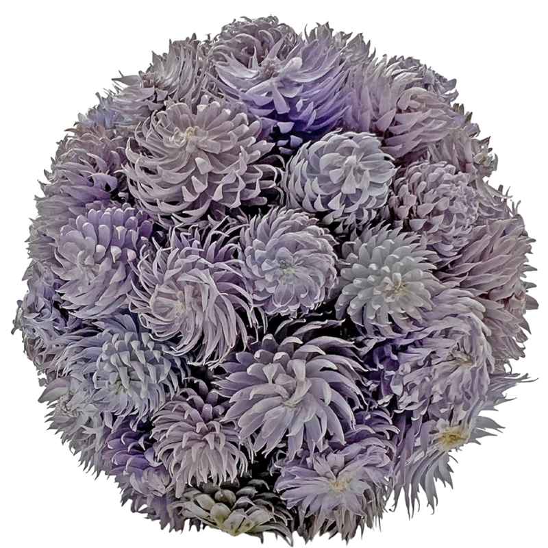 Mixed Colors Preserved Botanical Topiary Balls Decorative Bowl Filler Set of 6