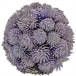 Mixed Colors Preserved Botanical Topiary Balls Decorative Bowl Filler Set of 6