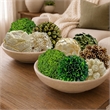 White Brown Green Natural Preserved Topiary Balls Bowl Filler Set of 10