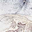 Nourison  Daydream 26x90