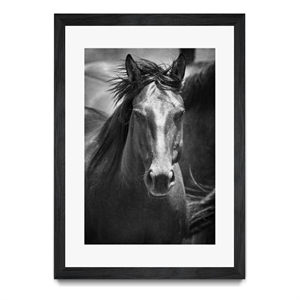 Giant Art 24x36 Black Stallion III Matted and Framed in White