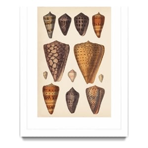 Giant Art 24x36 Antique Cone Shells I Matted and Framed in White