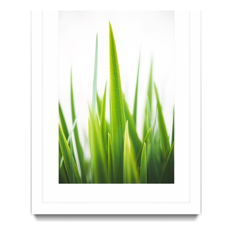 Giant Art 24x36 Blades of Green No. 1 Matted and Framed in Multi-Color