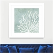 Giant Art 36x36 Sea Crown II Matted and Framed in Multi-Color