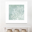 Giant Art 36x36 Sea Crown II Matted and Framed in Multi-Color