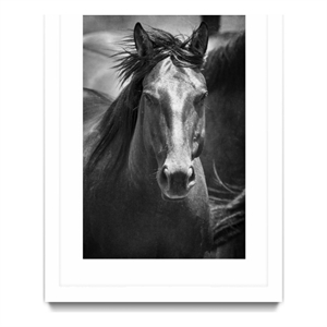 Giant Art 24x36 Black Stallion III Matted and Framed in White