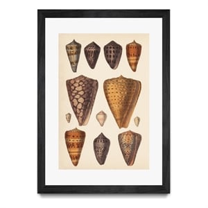 Giant Art 24x36 Antique Cone Shells I Matted and Framed in White