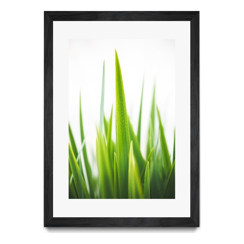 Giant Art 24x36 Blades of Green No. 1 Matted and Framed in Multi-Color
