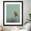 Giant Art 30x40 Perch Matted and Framed in Multi-Color