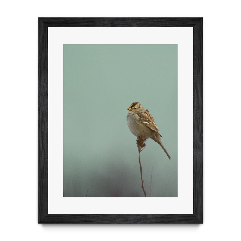 Giant Art 30x40 Perch Matted and Framed in Multi-Color