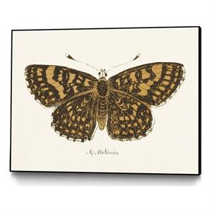 Giant Art Canvas  32x24 Antique Butterfly II Framed in Multi-Color