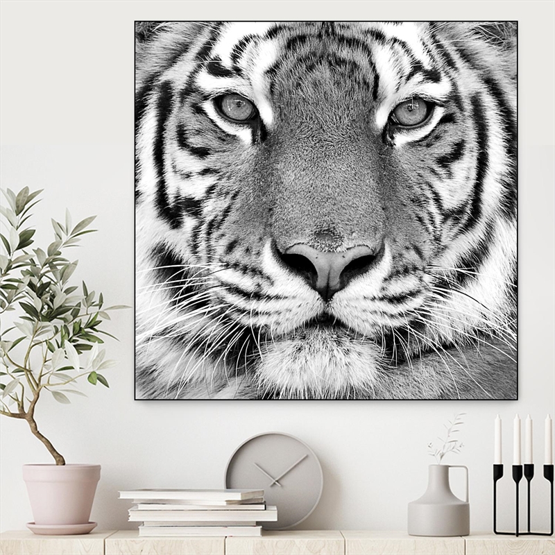 Giant Art Canvas  20x20 Tiger Framed in White