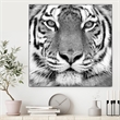 Giant Art Canvas  20x20 Tiger Framed in White