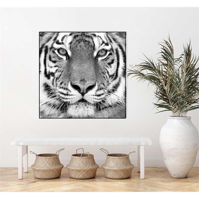 Giant Art Canvas  20x20 Tiger Framed in White