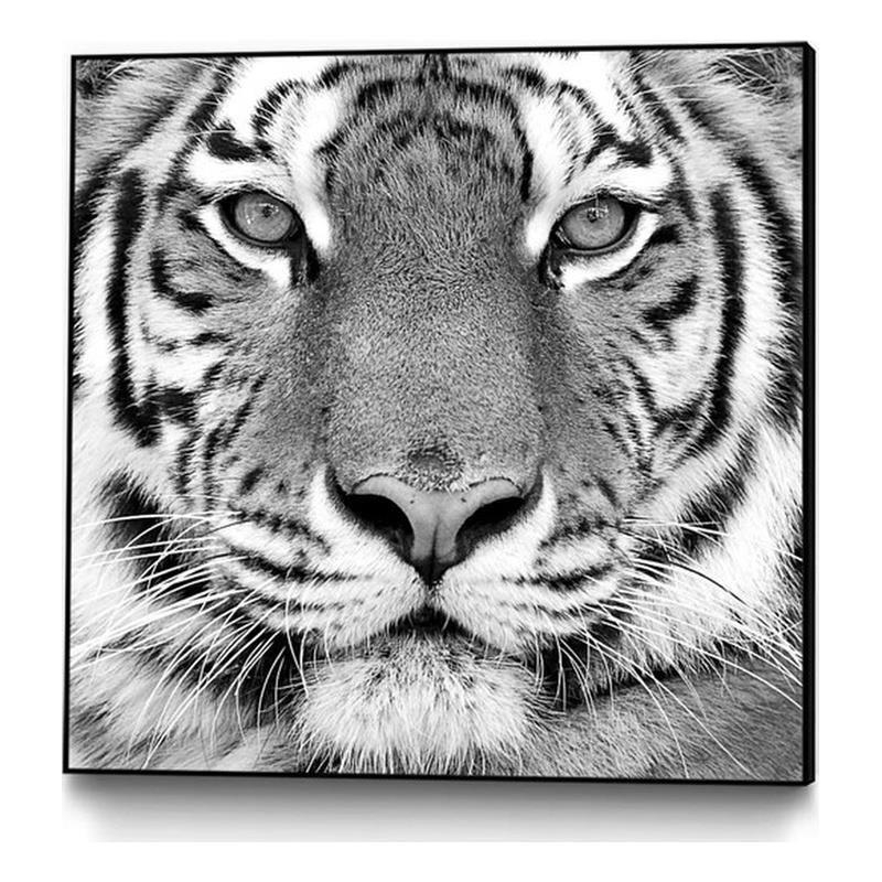 Go Bengals Art Print