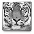 Giant Art Canvas  20x20 Tiger Framed in White