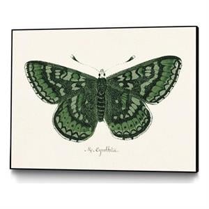 Giant Art Canvas  32x24 Antique Butterfly I Framed in Multi-Color