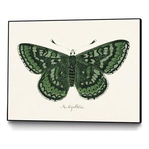 Giant Art Canvas  24x18 Antique Butterfly I Framed in Multi-Color