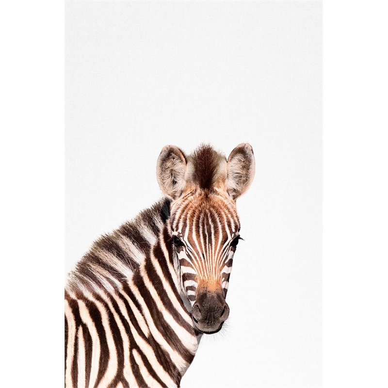 Giant Art 72x48 Baby Zebra Fine Art Giant Canvas Print in Multi-Color
