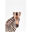 Giant Art 72x48 Baby Zebra Fine Art Giant Canvas Print in Multi-Color