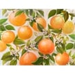 Giant Art 72x54 Tropical Oranges Fine Art Giant Canvas Print in Multi-Color
