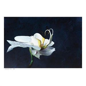 Giant Art 72x48 Phalaenopsis blanc Fine Art Giant Canvas Print in White